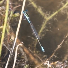 Austroagrion watsoni at Paddys River, ACT - 4 Mar 2018