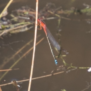 Xanthagrion erythroneurum at Paddys River, ACT - 4 Mar 2018