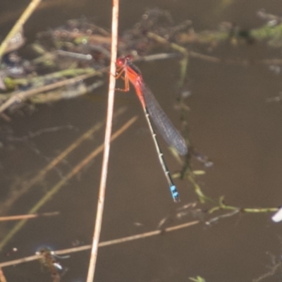 Xanthagrion erythroneurum (Red & Blue Damsel) at Paddys River, ACT - 4 Mar 2018 by SWishart