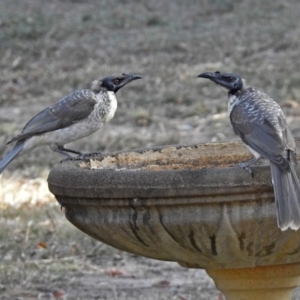 Philemon corniculatus at Macarthur, ACT - 4 Apr 2018