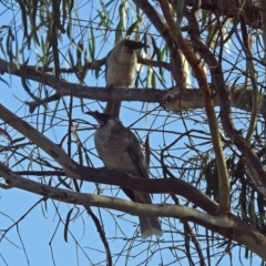 Philemon corniculatus at Macarthur, ACT - 4 Apr 2018