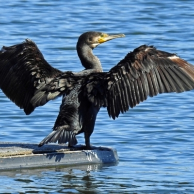 Phalacrocorax carbo (Great Cormorant) at Acton, ACT - 4 Apr 2018 by RodDeb