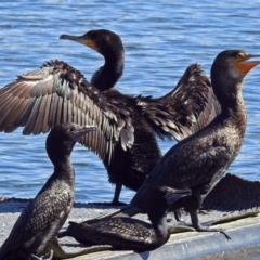 Phalacrocorax carbo at Acton, ACT - 4 Apr 2018