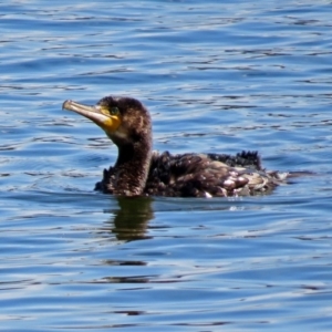 Phalacrocorax carbo at Acton, ACT - 4 Apr 2018 01:36 PM