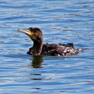 Phalacrocorax carbo at Acton, ACT - 4 Apr 2018