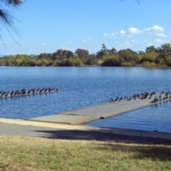 Phalacrocorax carbo at Acton, ACT - 4 Apr 2018 01:36 PM