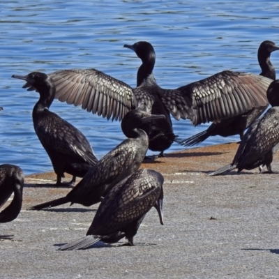 Phalacrocorax sulcirostris (Little Black Cormorant) at Lake Burley Griffin West - 4 Apr 2018 by RodDeb