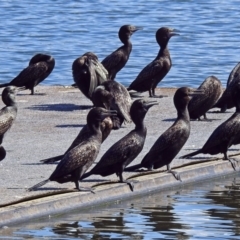 Phalacrocorax sulcirostris at Acton, ACT - 4 Apr 2018 01:32 PM