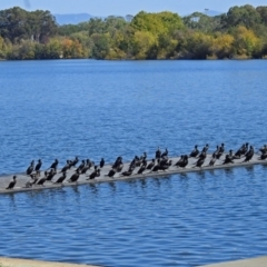 Phalacrocorax sulcirostris at Acton, ACT - 4 Apr 2018