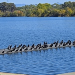 Phalacrocorax sulcirostris at Acton, ACT - 4 Apr 2018 01:32 PM