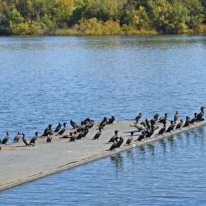 Phalacrocorax sulcirostris at Acton, ACT - 4 Apr 2018