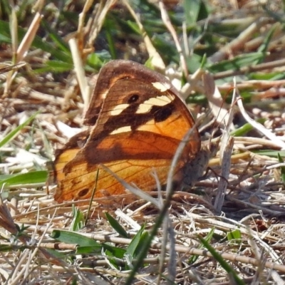 Heteronympha merope (Common Brown Butterfly) at Lake Burley Griffin West - 4 Apr 2018 by RodDeb