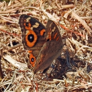 Junonia villida at Acton, ACT - 4 Apr 2018 02:00 PM