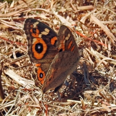 Junonia villida (Meadow Argus) at Lake Burley Griffin West - 4 Apr 2018 by RodDeb