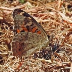 Junonia villida at Acton, ACT - 4 Apr 2018 02:00 PM