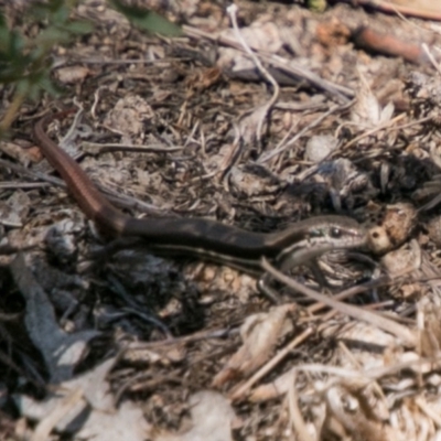 Morethia boulengeri (Boulenger's Skink) at Cooleman Ridge - 7 Mar 2018 by SWishart