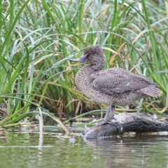 Stictonetta naevosa (Freckled Duck) at Pambula, NSW - 4 Apr 2018 by Leo