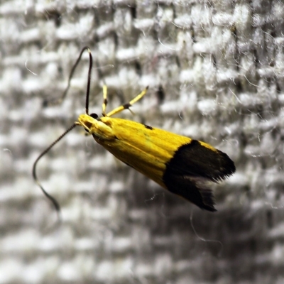 Crocanthes micradelpha (A longhorned moth) at O'Connor, ACT - 21 Feb 2018 by ibaird