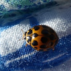 Harmonia conformis (Common Spotted Ladybird) at Red Hill, ACT - 4 Apr 2018 by Christine