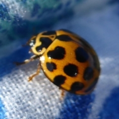 Harmonia conformis at Red Hill, ACT - 4 Apr 2018