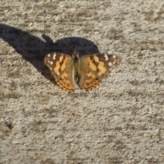 Vanessa kershawi (Australian Painted Lady) at Red Hill Nature Reserve - 4 Apr 2018 by Christine