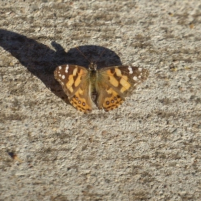 Vanessa kershawi (Australian Painted Lady) at Red Hill, ACT - 4 Apr 2018 by Christine