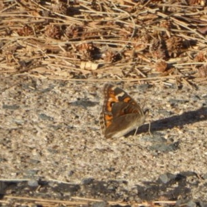 Junonia villida at Red Hill, ACT - 4 Apr 2018 05:31 PM