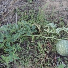 Citrullus amarus (Wild Melon, Camel Melon, Bitter Melon) at Tennent, ACT - 8 Mar 2018 by MichaelBedingfield