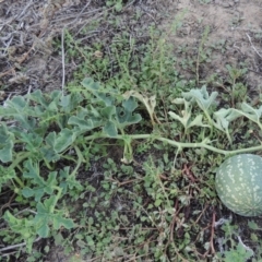 Citrullus amarus (Wild Melon, Camel Melon, Bitter Melon) at Gigerline Nature Reserve - 8 Mar 2018 by michaelb