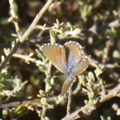 Theclinesthes serpentata (Saltbush Blue) at Red Hill Nature Reserve - 4 Apr 2018 by Christine