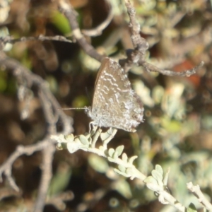 Theclinesthes serpentata at Red Hill, ACT - 4 Apr 2018 12:00 AM