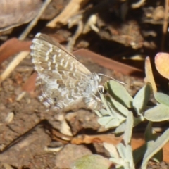 Theclinesthes serpentata at Red Hill, ACT - 4 Apr 2018 12:00 AM