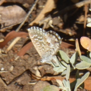 Theclinesthes serpentata at Red Hill, ACT - 4 Apr 2018 12:00 AM