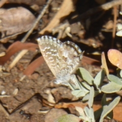 Theclinesthes serpentata at Red Hill, ACT - 4 Apr 2018