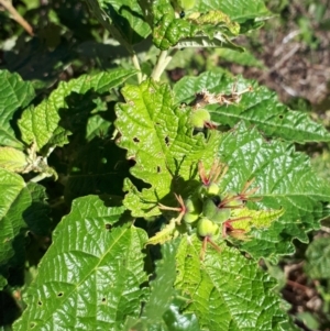 Adriana tomentosa var. tomentosa at Paddys River, ACT - 4 Apr 2018