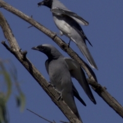 Coracina novaehollandiae (Black-faced Cuckooshrike) at Fyshwick, ACT - 4 Apr 2018 by jb2602