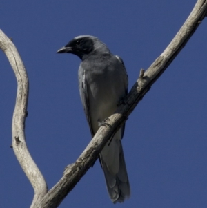 Coracina novaehollandiae at Fyshwick, ACT - 4 Apr 2018