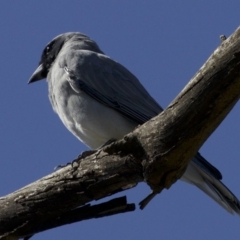 Coracina novaehollandiae at Fyshwick, ACT - 4 Apr 2018