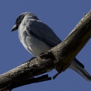 Coracina novaehollandiae at Fyshwick, ACT - 4 Apr 2018