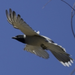 Coracina novaehollandiae at Fyshwick, ACT - 4 Apr 2018