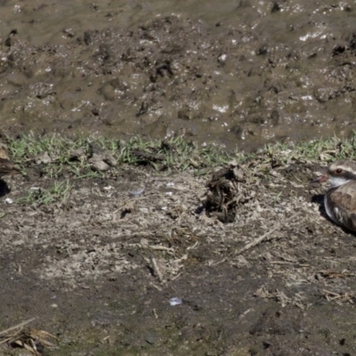 Charadrius melanops (Black-fronted Dotterel) at Fyshwick, ACT - 4 Apr 2018 by jbromilow50