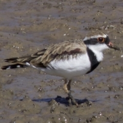 Charadrius melanops at Fyshwick, ACT - 4 Apr 2018