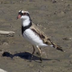 Charadrius melanops at Fyshwick, ACT - 4 Apr 2018