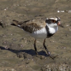 Charadrius melanops at Fyshwick, ACT - 4 Apr 2018