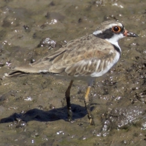 Charadrius melanops at Fyshwick, ACT - 4 Apr 2018