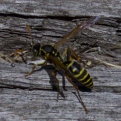 Polistes (Polistes) chinensis (Asian paper wasp) at Jerrabomberra Wetlands - 4 Apr 2018 by jbromilow50