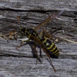 Polistes (Polistes) chinensis at Fyshwick, ACT - 4 Apr 2018