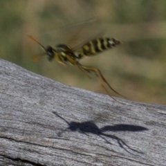 Polistes (Polistes) chinensis at Fyshwick, ACT - 4 Apr 2018