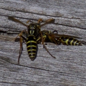 Polistes (Polistes) chinensis at Fyshwick, ACT - 4 Apr 2018