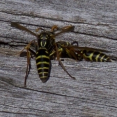 Polistes (Polistes) chinensis at Fyshwick, ACT - 4 Apr 2018